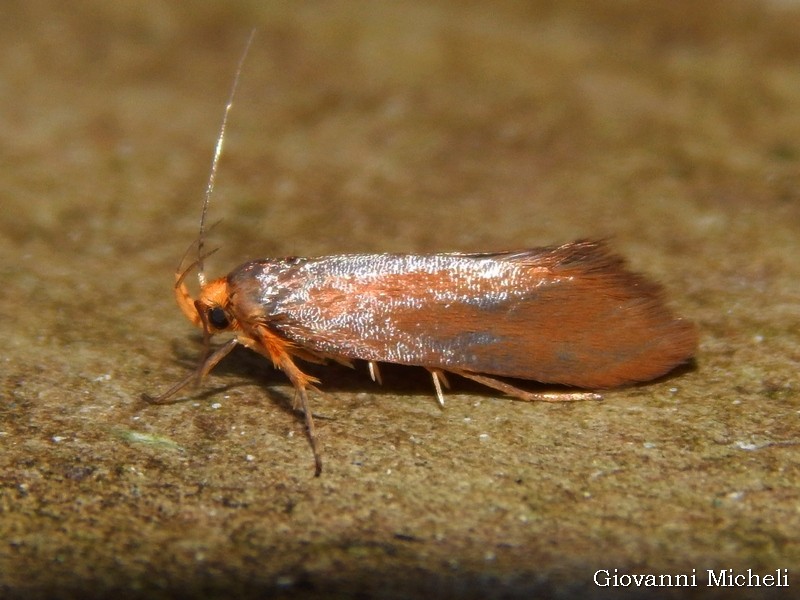 Micro da determinare: Crassa unitella - Oecophoridae